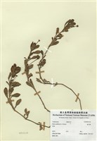 藏品(過江藤)的圖片